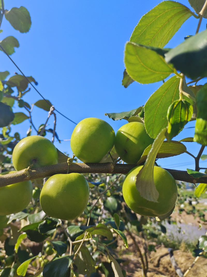 版纳苹果枣