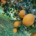 湖北橙子🍊🍊🍊🍊🍊🍊🍊🍊🍊🍊