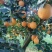 湖北橙子🍊🍊🍊🍊🍊🍊🍊🍊🍊🍊