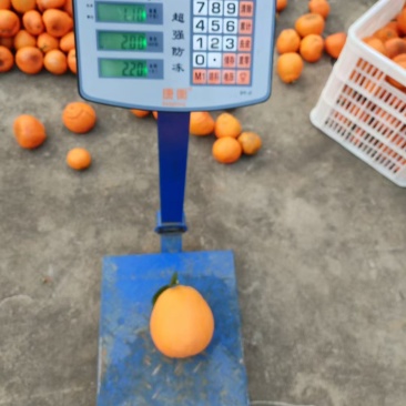 湖北橙子🍊🍊🍊🍊🍊🍊🍊🍊🍊🍊