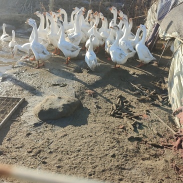 大鹅