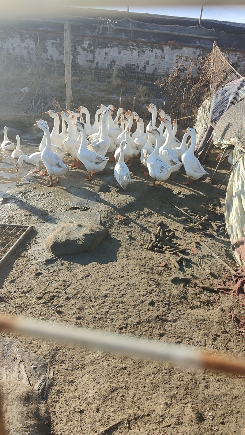 大鹅