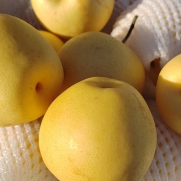 甘肃皇冠🍐，水份足，特甜口感好，