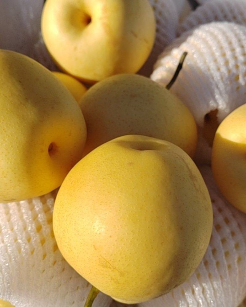 甘肃皇冠🍐，水份足，特甜口感好，