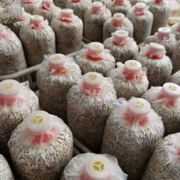 贵州高原马桑菌菌种菌包