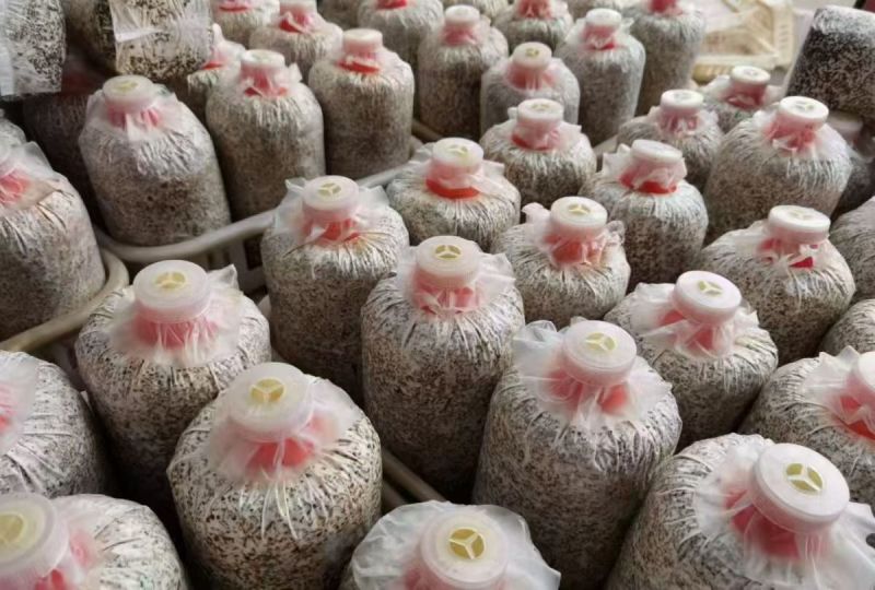 贵州高原马桑菌菌种菌包