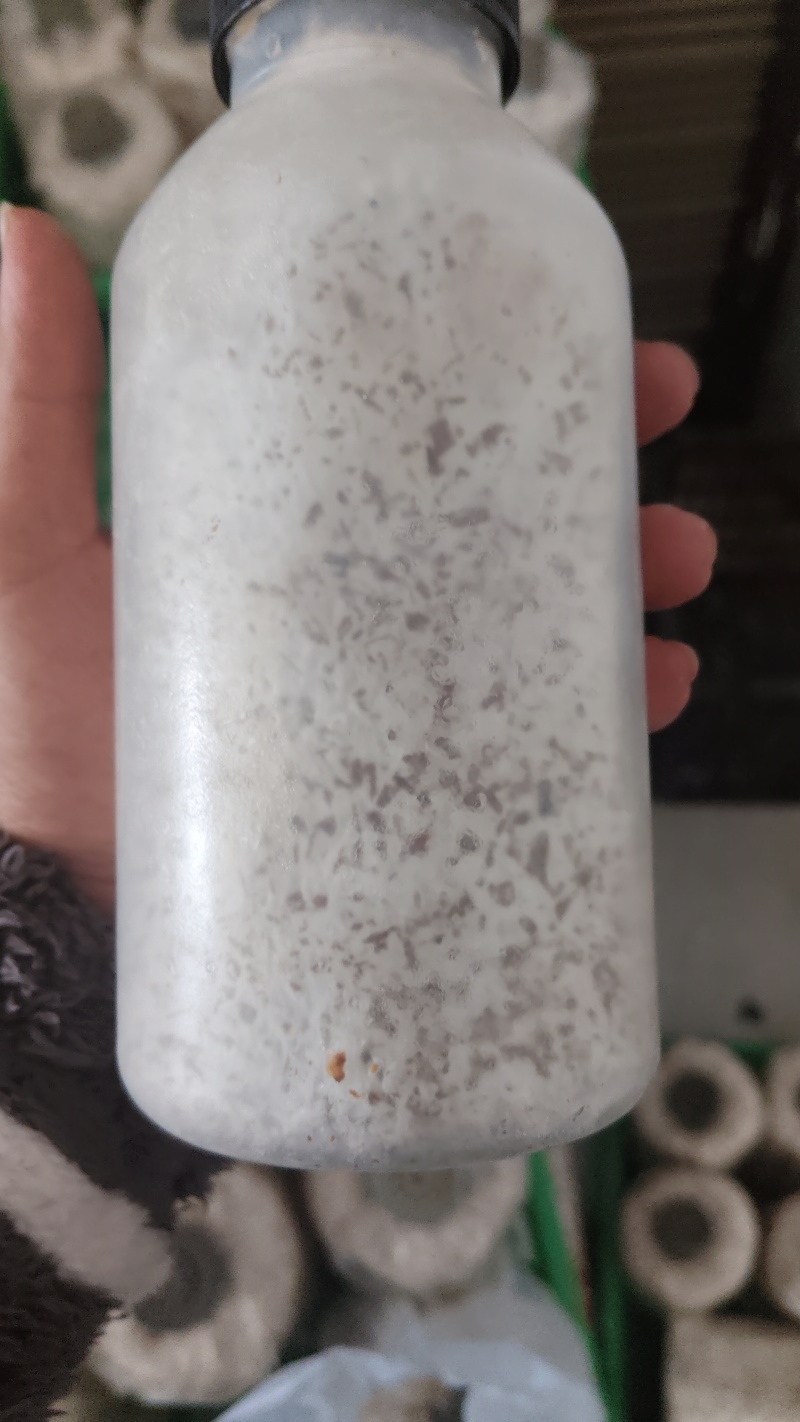 贵州高原马桑菌菌种菌包