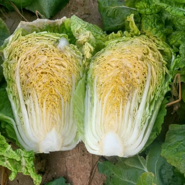 龙牙皇大白菜