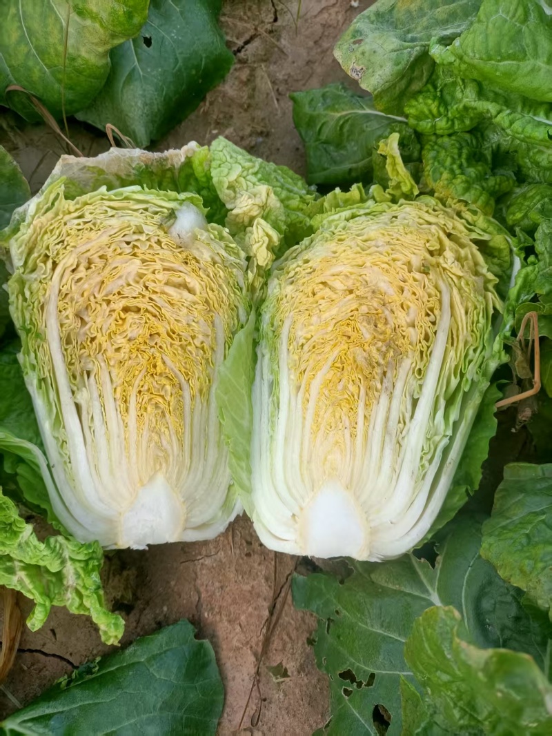 黄心白菜