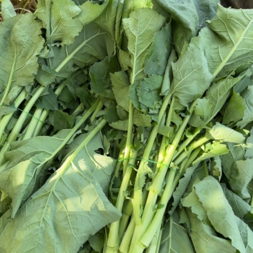 板兰根青菜30到40公分（通贷）