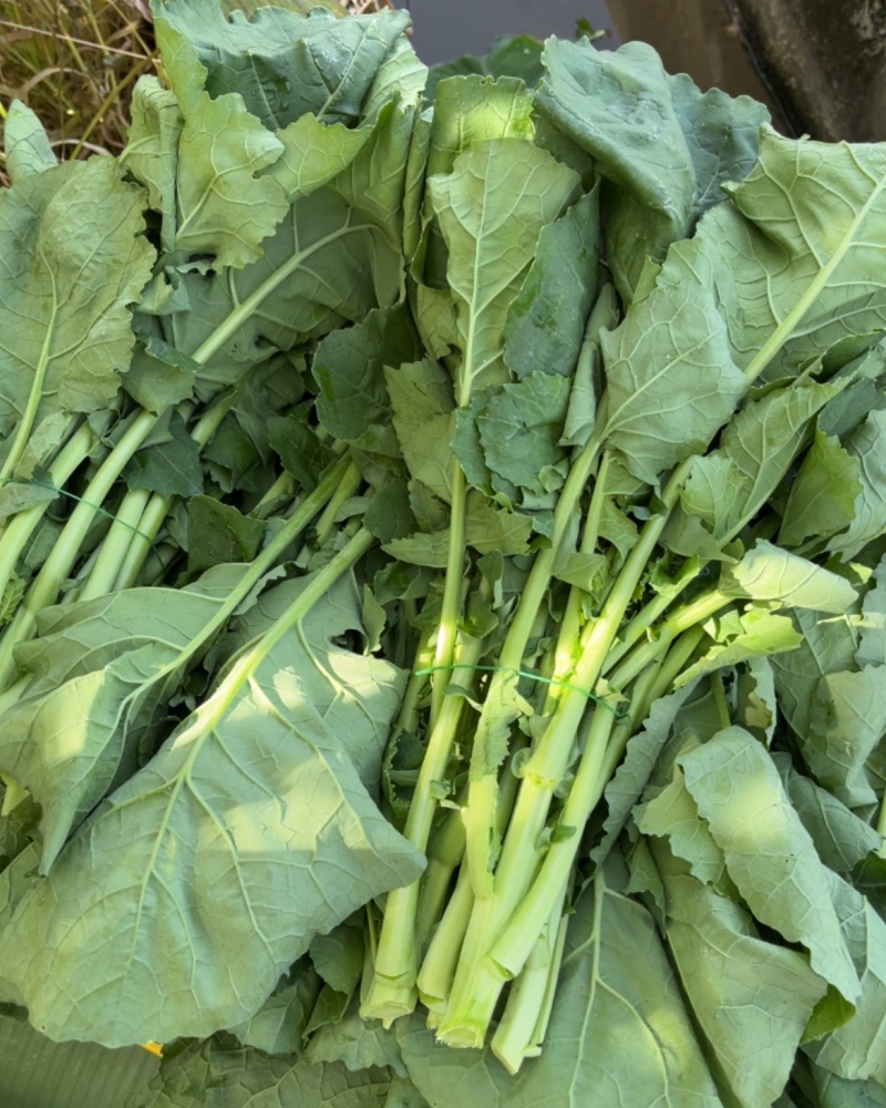 板兰根青菜30到40公分（通贷）