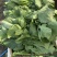 板兰根青菜30到40公分（通贷）