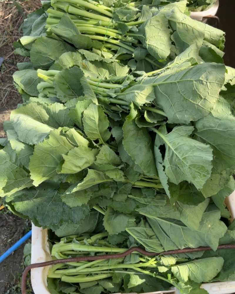 板兰根青菜30到40公分（通贷）