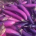 紫长茄