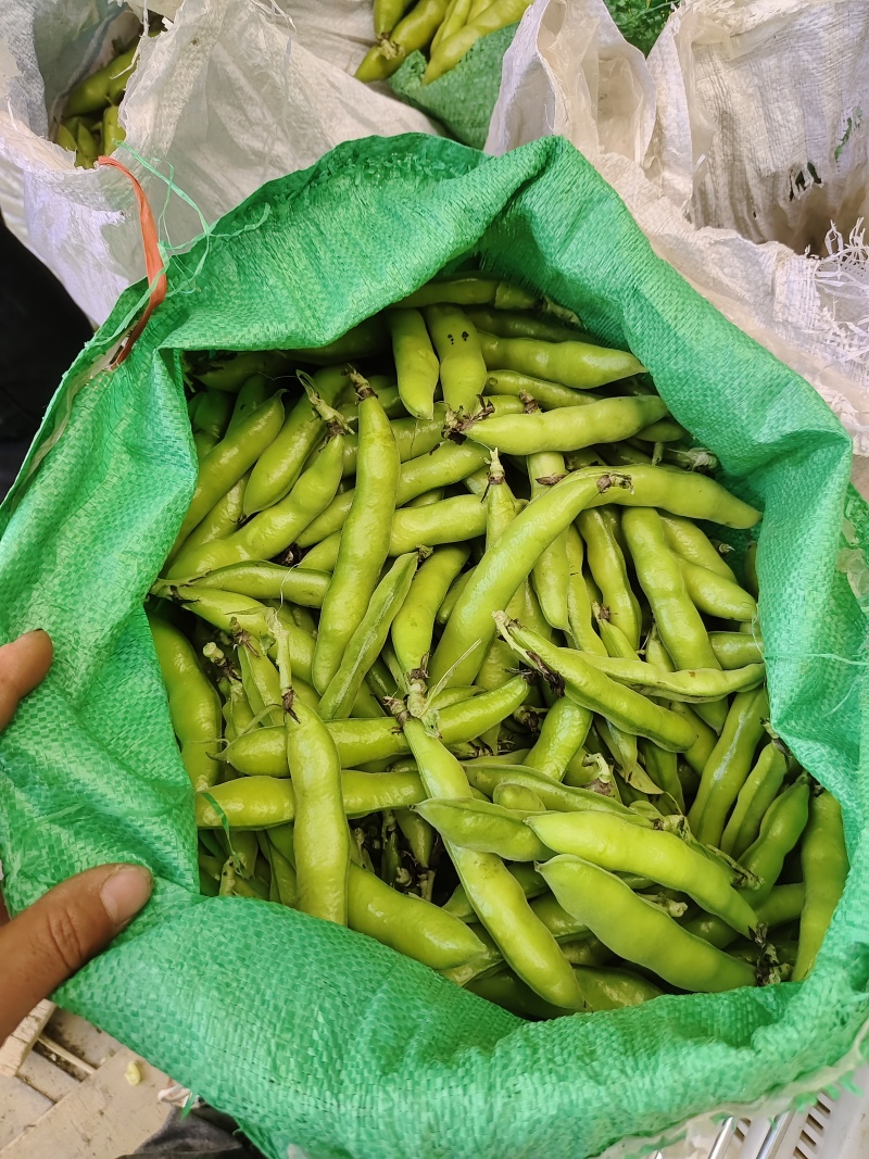 云南蚕豆中货