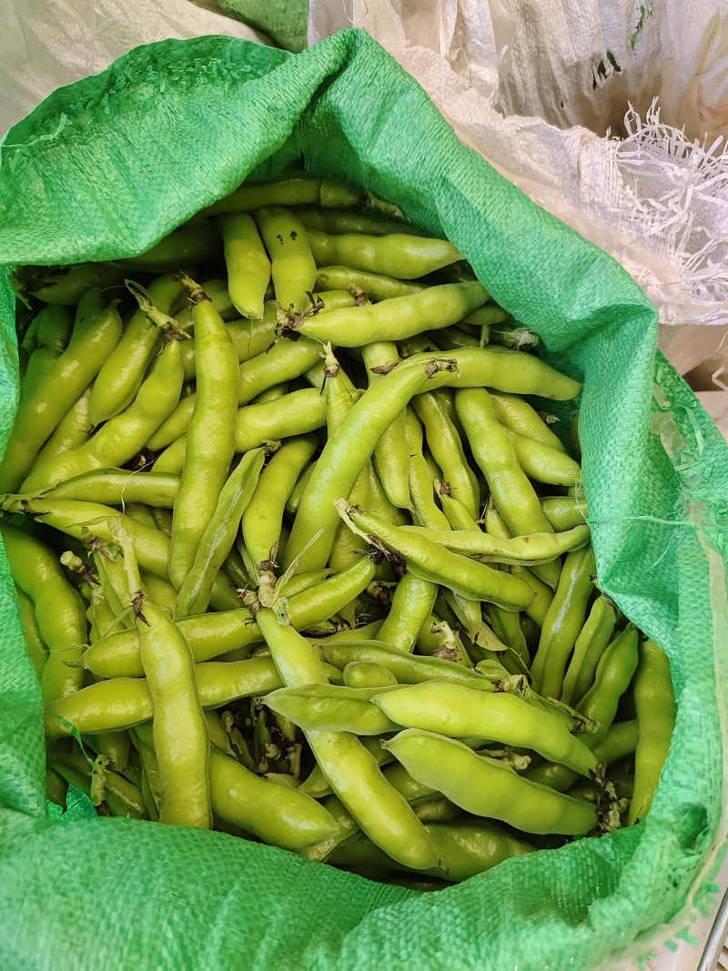 云南蚕豆中货