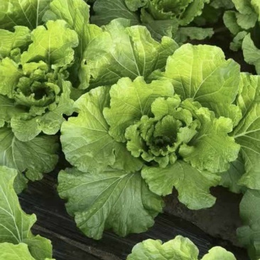 大量批发饭包叶批帮菜白菜叶，价格随行就市，量大，叶好无病无虫