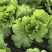 大量批发饭包叶批帮菜白菜叶，价格随行就市，量大，叶好无病无虫