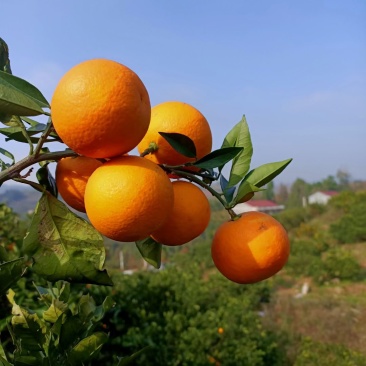 麻阳冰糖橙