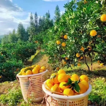 脐橙