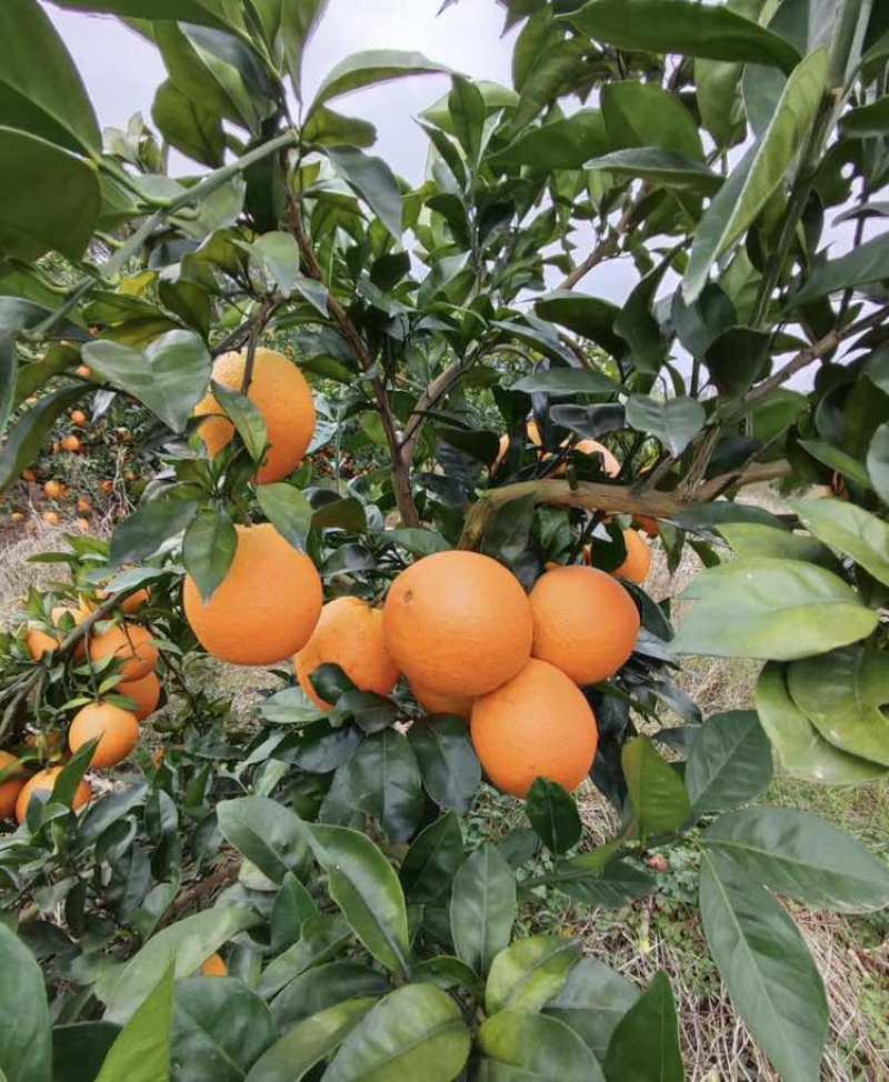 脐橙