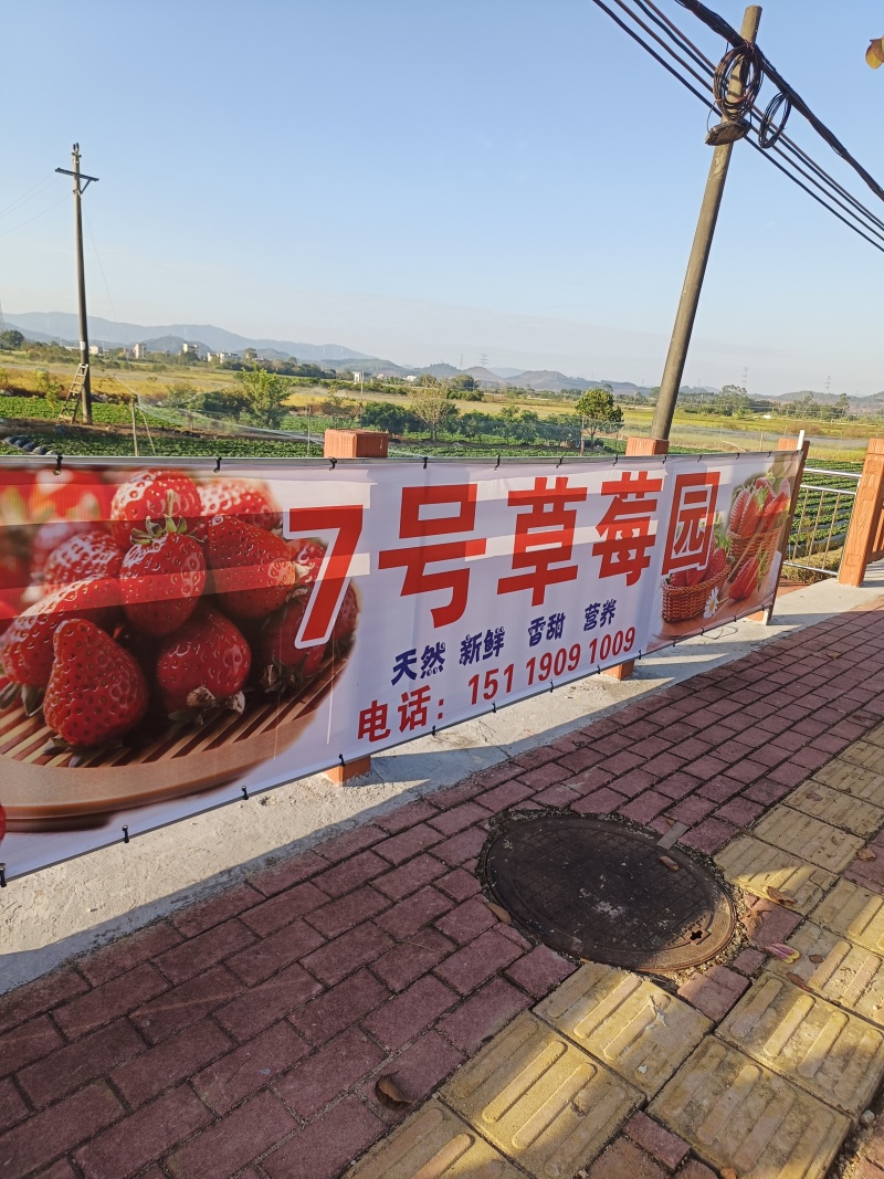 草莓开始上市