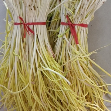 河南周口蒜黄