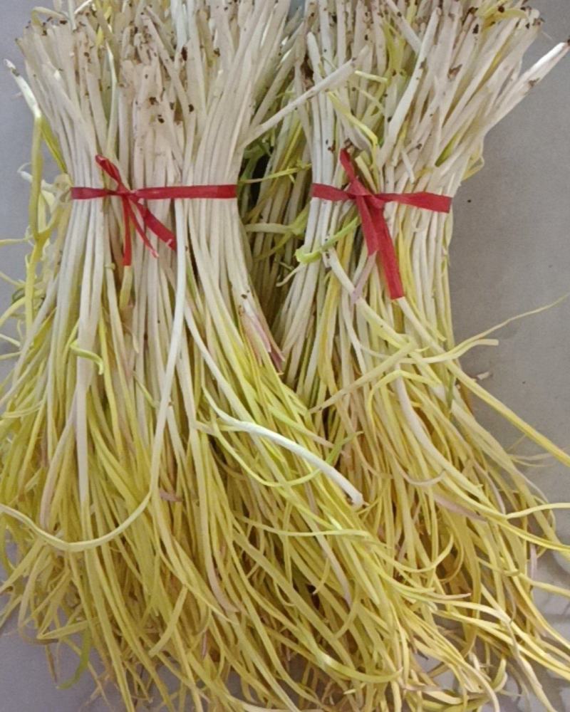 河南周口蒜黄