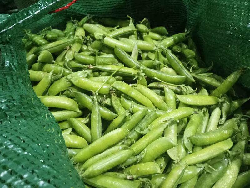 （电商货）云南新鲜豌豆