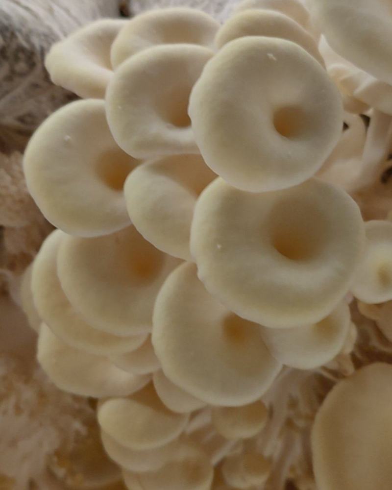 榆黄菇