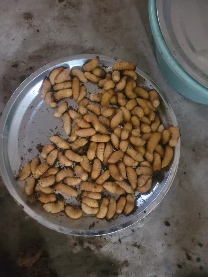 优质的竹虫大白竹，种虫，冻虫