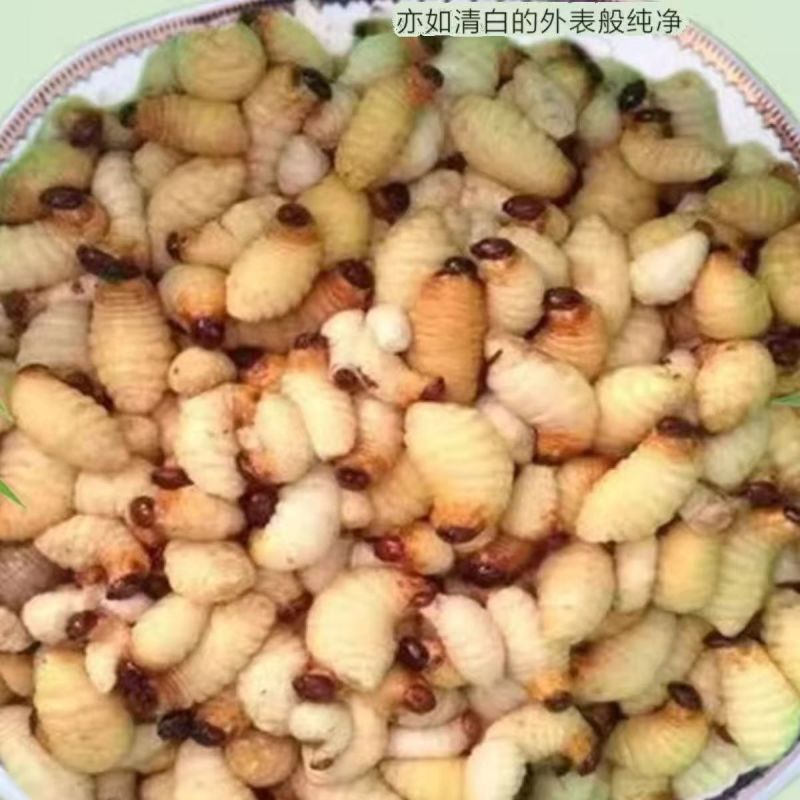 优质的竹虫大白竹，种虫，冻虫