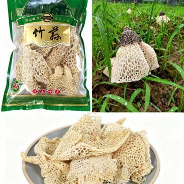 宜宾蜀南竹海长裙竹荪