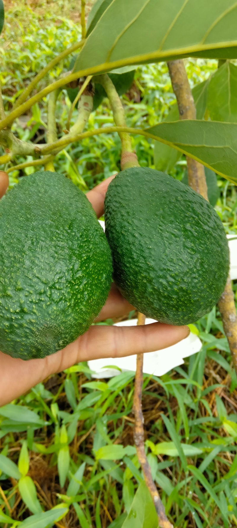 牛油果
