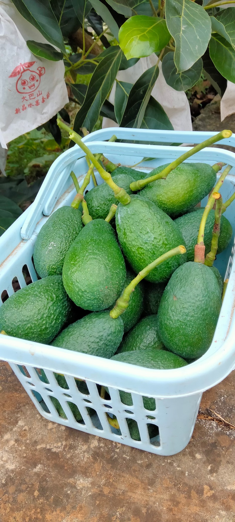 牛油果