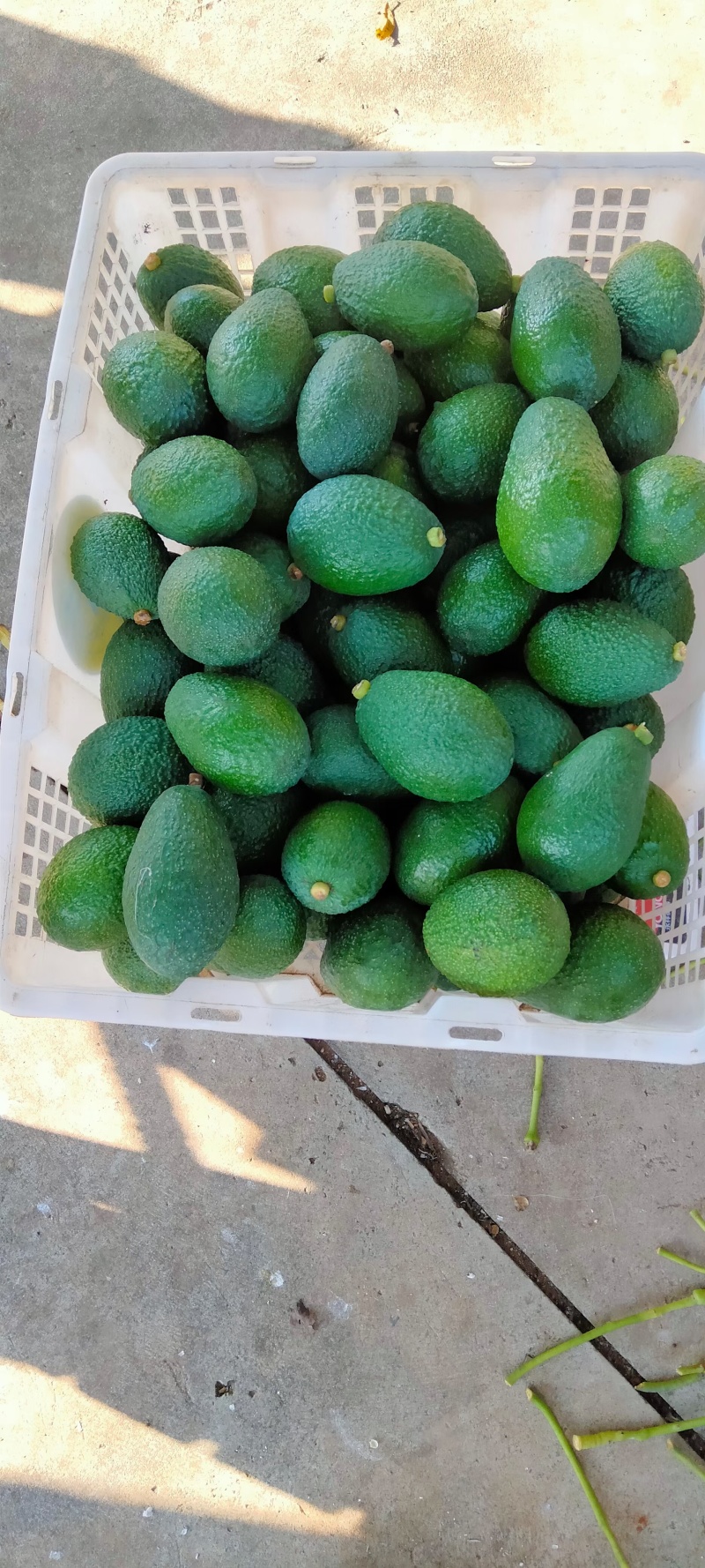 牛油果