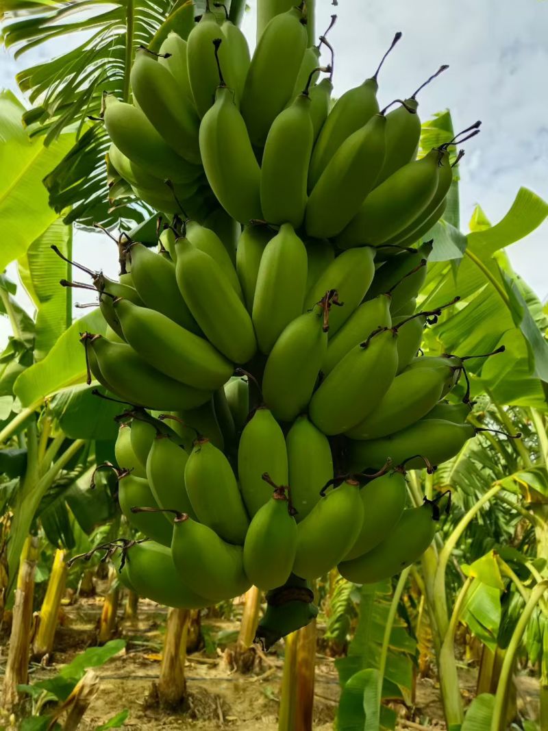 粉蕉