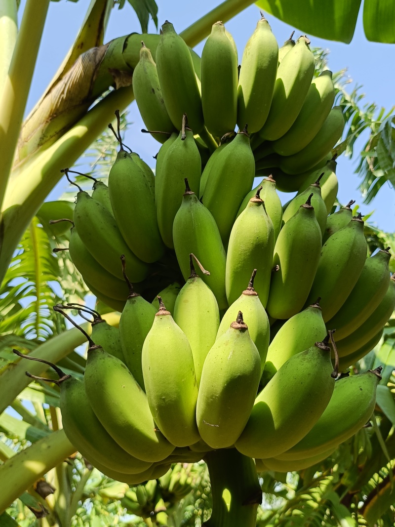 粉蕉