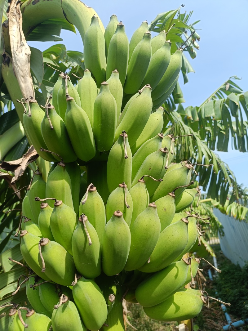 粉蕉