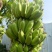 粉蕉