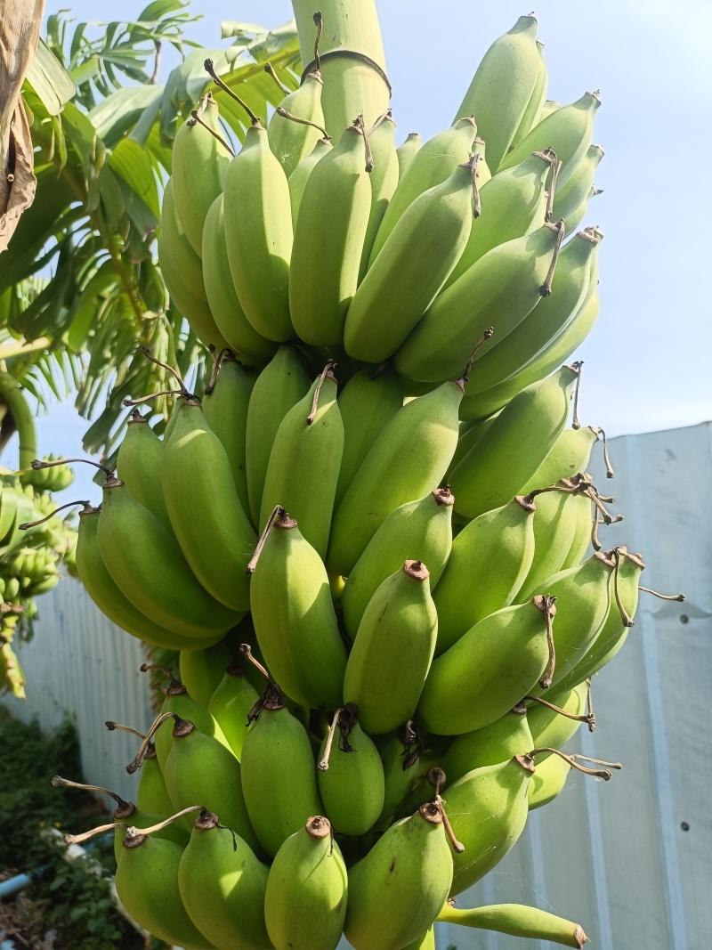 粉蕉