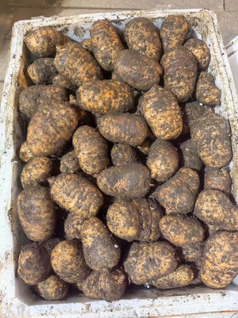 云南小草坝天麻