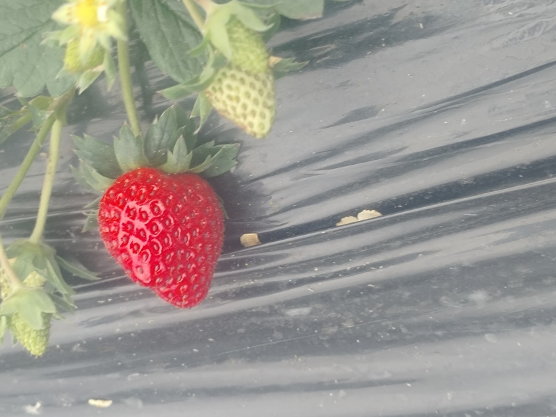 草莓