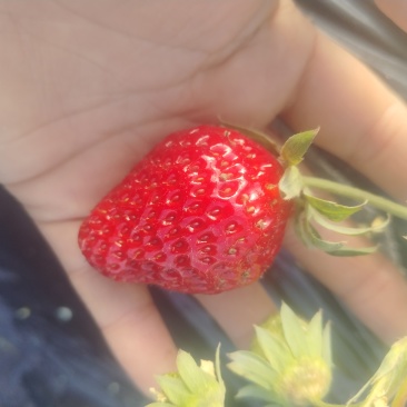 草莓
