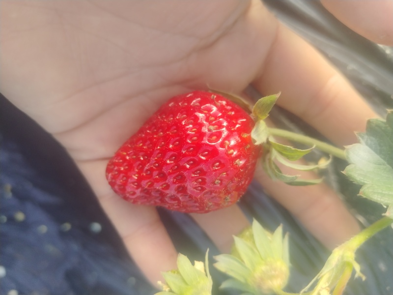 草莓