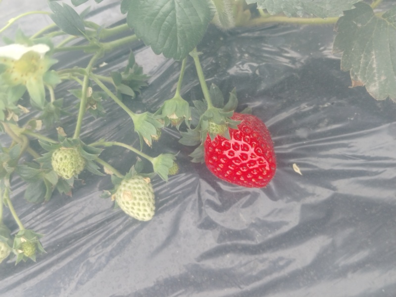 草莓