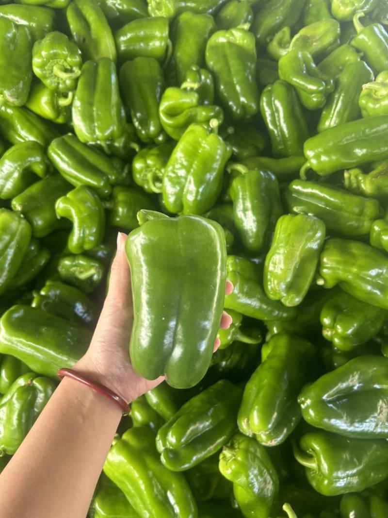 商河太空椒精品奥黛丽量大价优常年有货