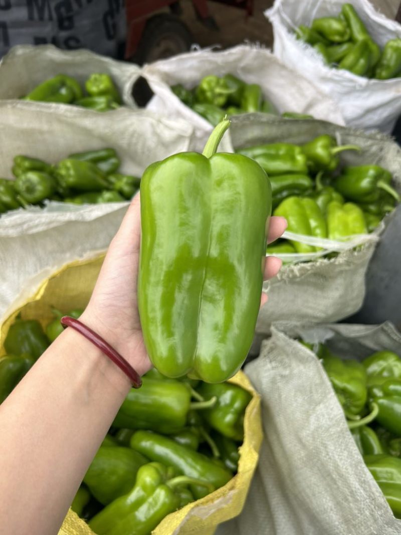 商河太空椒精品奥黛丽量大价优常年有货
