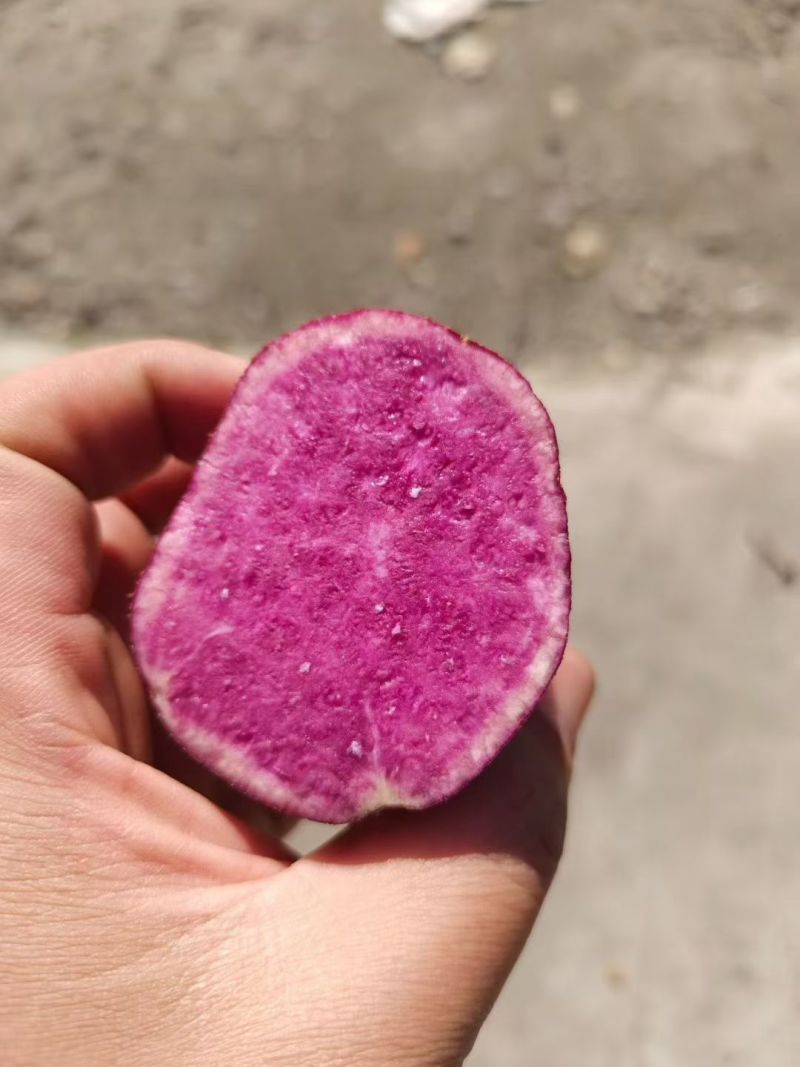 紫薯