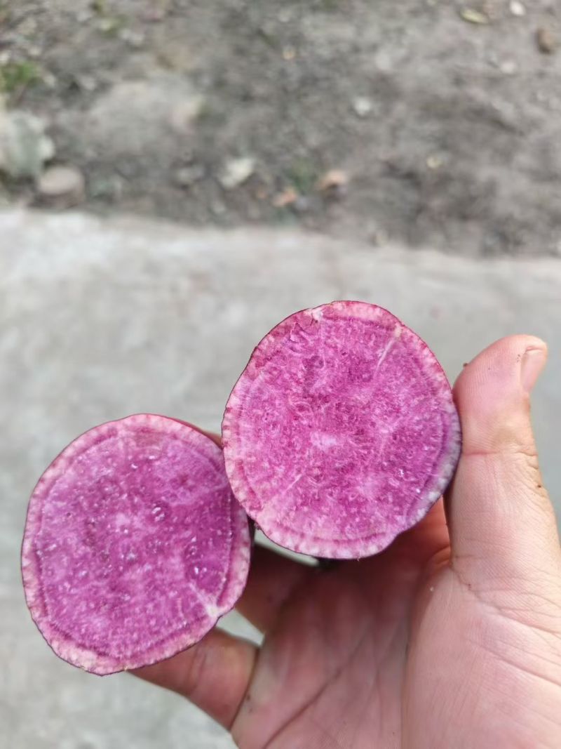 紫薯